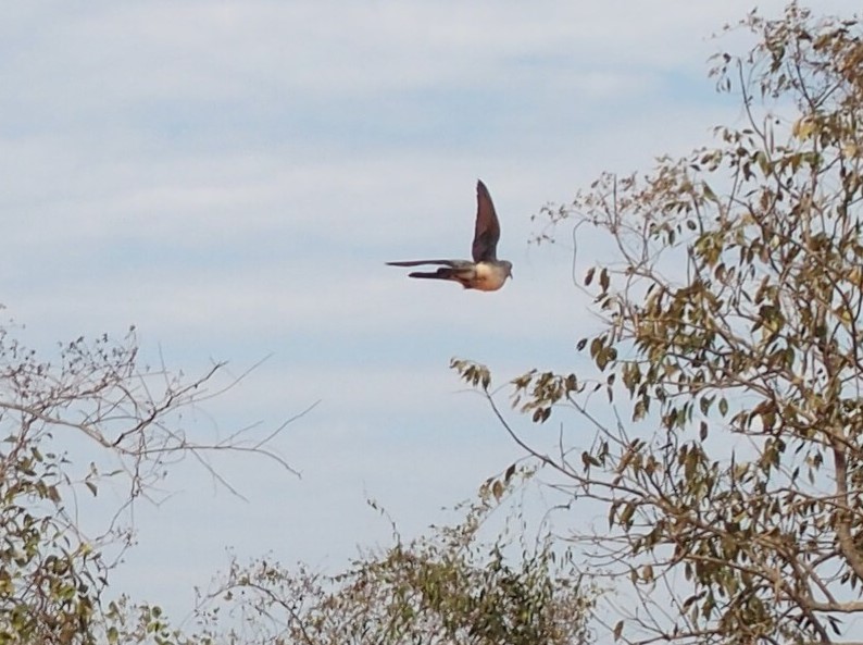 E'' una tortora ? S, Oena capensis